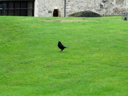 Tower Of London Ghosts From Anne Boleyn To The Phantom Bear Icy Sedgwick