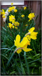 Daffodils