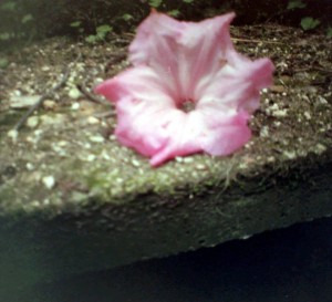 abandoned flower