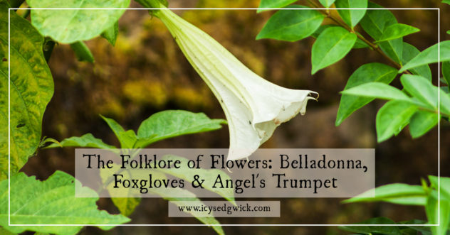 If you grow deadly nightshade, foxgloves or angel's trumpet, you might be interested in some of their associated folklore! Click here to read more.