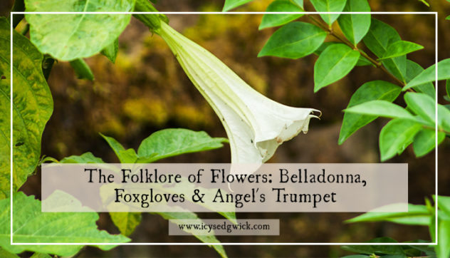 If you grow deadly nightshade, foxgloves or angel's trumpet, you might be interested in some of their associated folklore! Click here to read more.