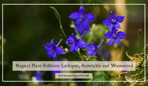 The folklore of magical plants: larkspur, periwinkle and wormwood