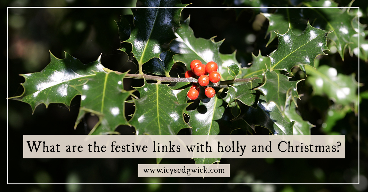 why do we use holly at christmas