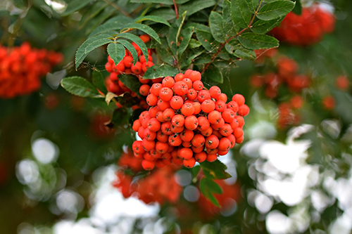 Rowan is a popular tree for protecting against witchcraft and fairies. But how did people use rowan to get the most from its protective abilities?