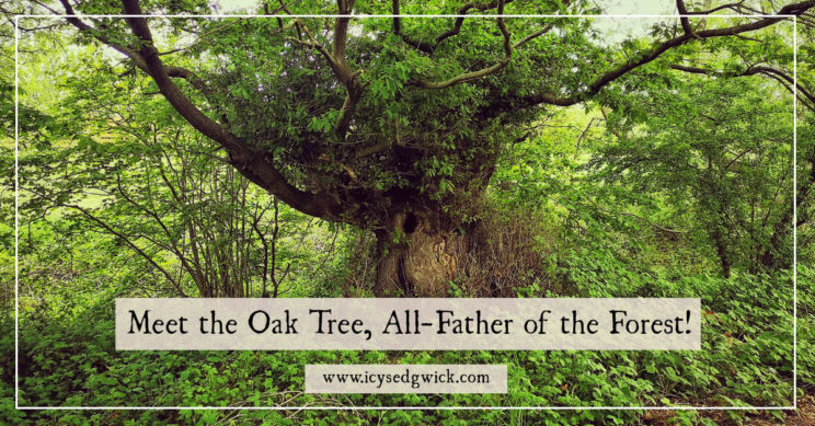 The oak tree is pretty synonymous with the English landscape, from the National Trust logo to the Major Oak that sheltered Robin Hood. Click here to learn more about this awesome tree.