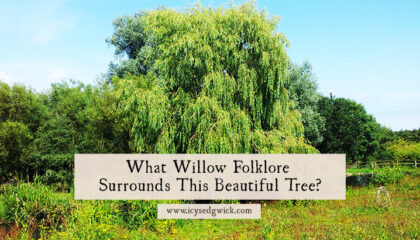 From witchcraft to Christian theology, plenty of willow folklore surrounds this tree. Click here to learn about its lore, superstitions, and folktales.