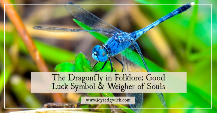 The dragonfly is at once a symbol of prosperity and good luck, and also an evil omen. Learn more of the regional differences in dragonfly folklore.