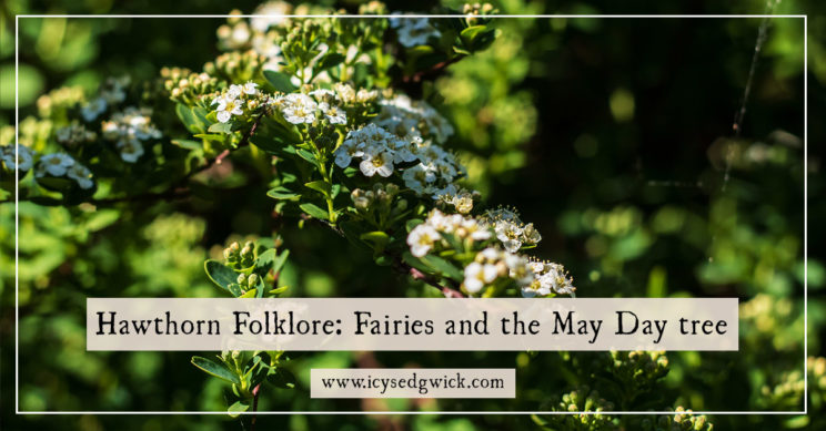 The hawthorn is believed to be the fairy tree and it's unlucky to bring indoors. What other folklore should you know about this magical tree?