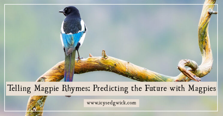 We've all heard some variation on the magpie rhymes that predict the future by counting birds. But why are magpies associated with bad luck?