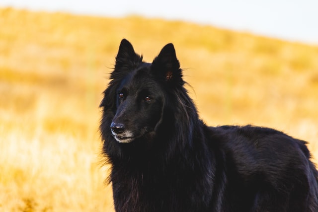 6 Folktales About Black Dogs - Owlcation