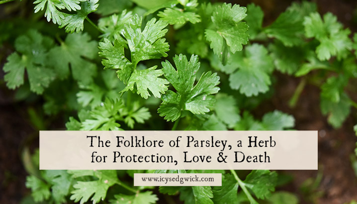 Magical Parsley: Unlocking Prosperity and Protection in Witchcraft