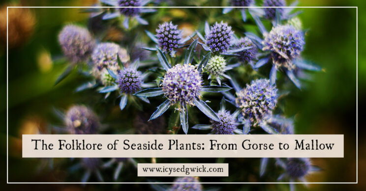 Seaside plants have to be tough to survive in their salty, windy conditions. Find out more about the folklore of certain species here!