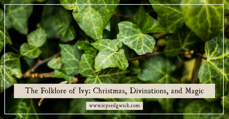 Many plants are linked with Christmas, including ivy. What is the folklore of this climbing plant? How is it used in magic? Let's find out!