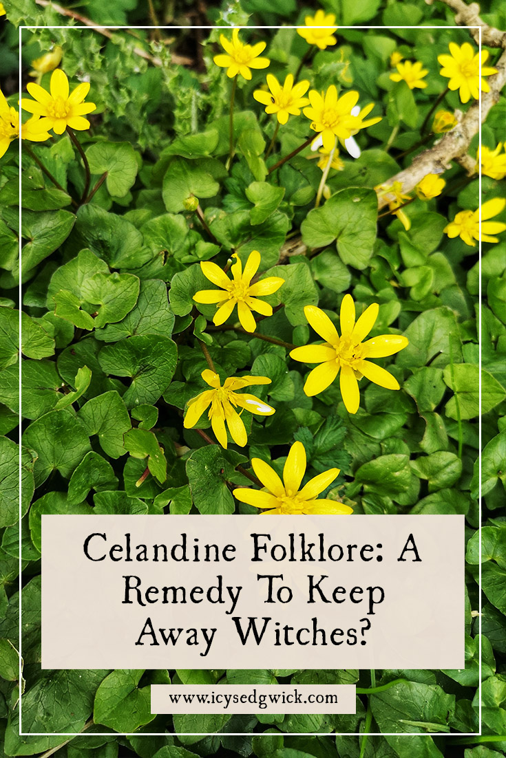 Greater celandine and lesser celandine are in two different families, despite sharing a name. Do the plants share any folklore? Find out here!