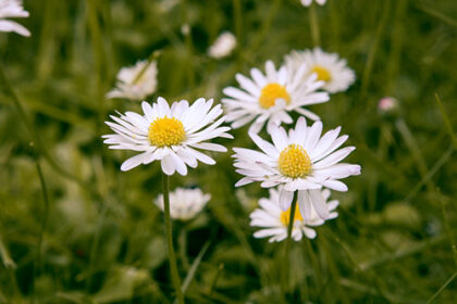 Folklore of Daisies: Love Divination and Daisy Chains - Icy Sedgwick