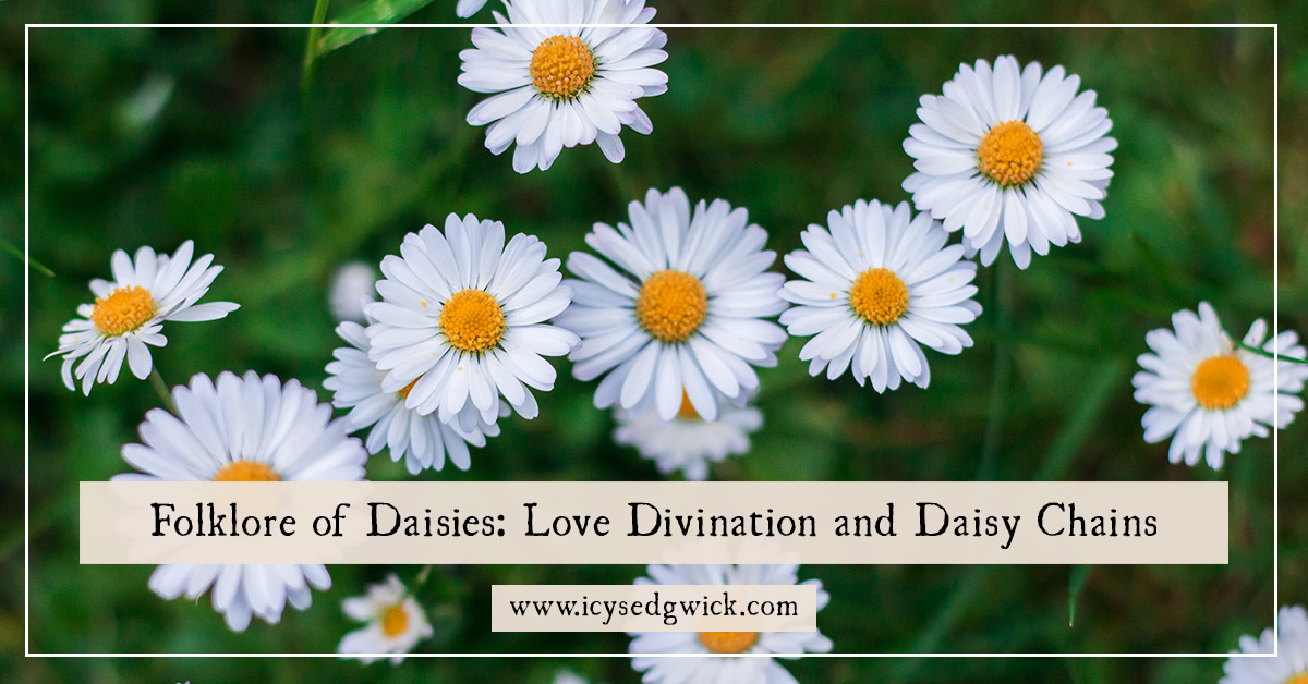 Daisy Flowers Meaning and Myth