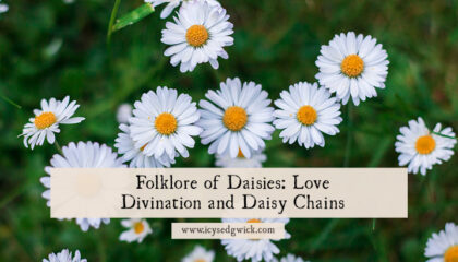 Daisies are a common sight in summer lawns, linked with love and childhood. Learn the folklore behind daisy chains and pulling petals!