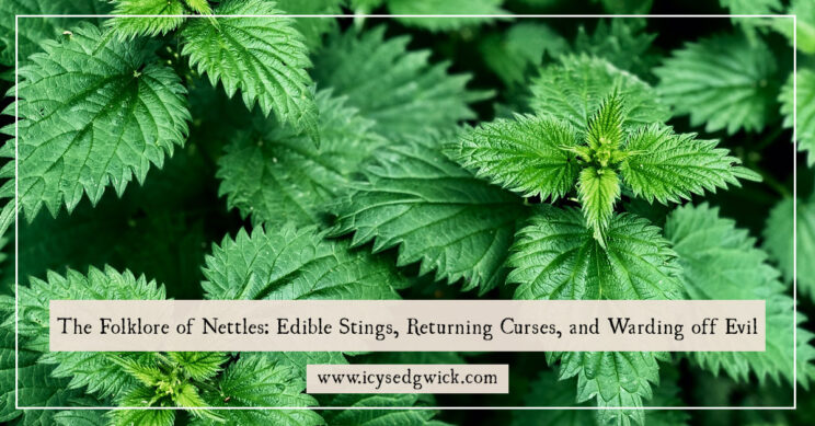 Nettles are unloved due to their sting, but they offer a range of medicinal, magical and culinary benefits. Click here to learn more.