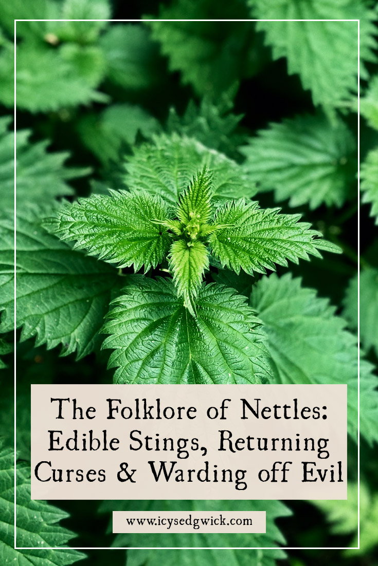 Nettles are unloved due to their sting, but they offer a range of medicinal, magical and culinary benefits. Click here to learn more.