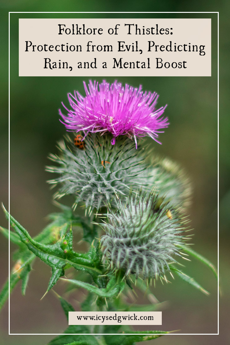 Thistles are the national emblem of Scotland. Find out how thistles can banish evil, drive away gloomy thoughts, and protect your home!