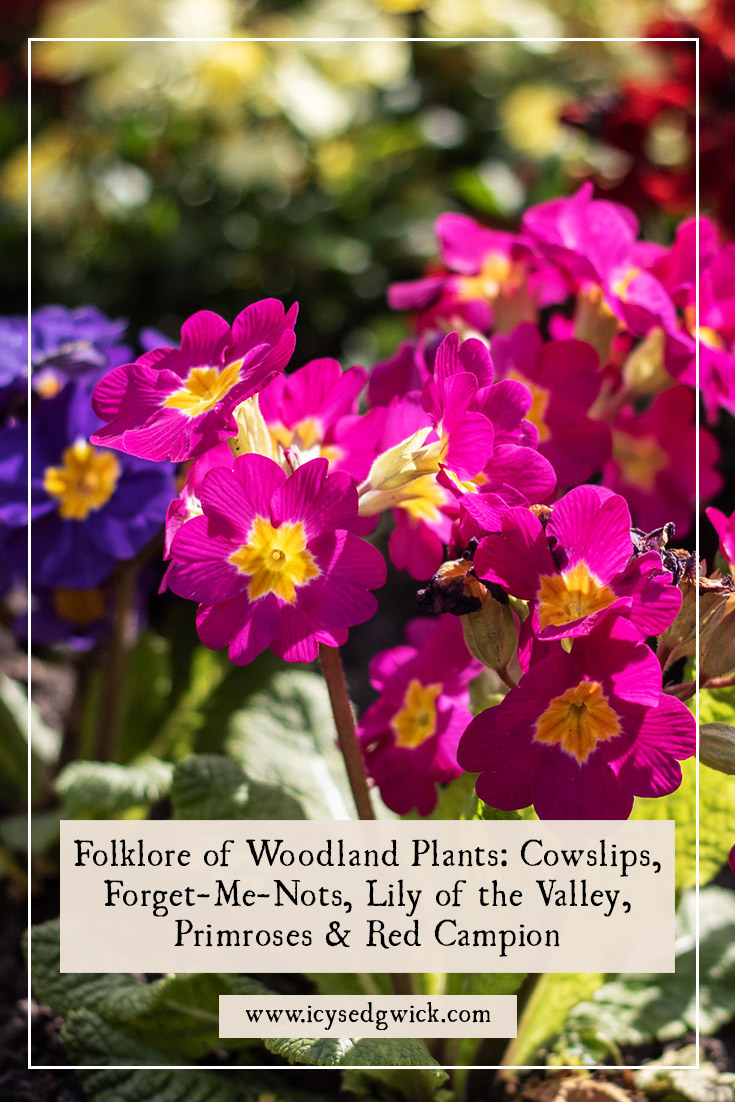 Explore the folklore of these five woodland plants; cowslips, forget-me-nots, lilies of the valley, primroses, and red campion!