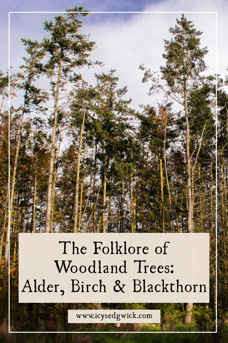 Learn about the folklore and legends of three common woodland trees native to the British Isles: alder, silver birch, and blackthorn!