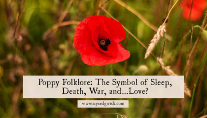 Poppy folklore isn't just full of Remembrance Sunday or sleep charms. It even has links to love and honouring the dead! Learn more here.