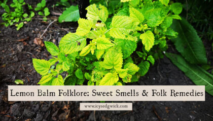 Lemon balm is part of the mint family, and provides plenty of folk remedies throughout time. Learn more here.