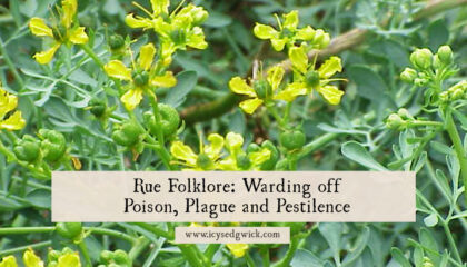 Rue appears in folk remedies to ward off evil spirits, poison, and plague, It also works in prophecy and hexes. Learn about its uses here.
