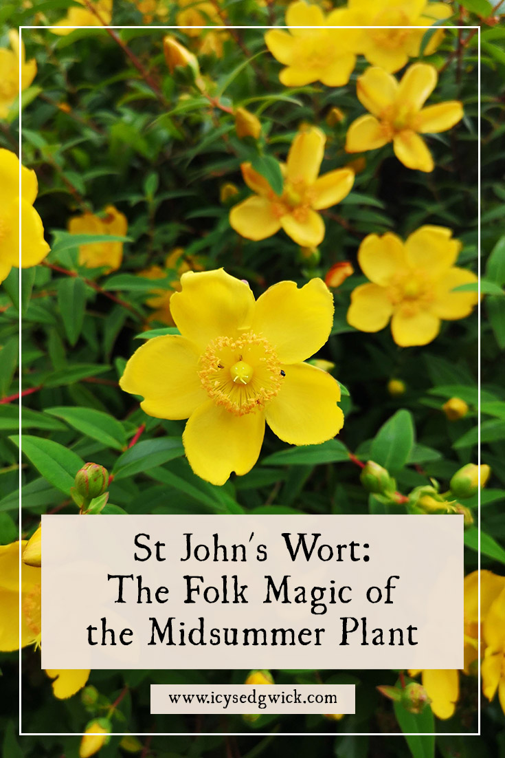 St John's Wort often flowers around Midsummer's Day and appears in European folk magic! Learn how it's used here.