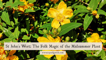 St John's Wort often flowers around Midsummer's Day and appears in European folk magic! Learn how it's used here.