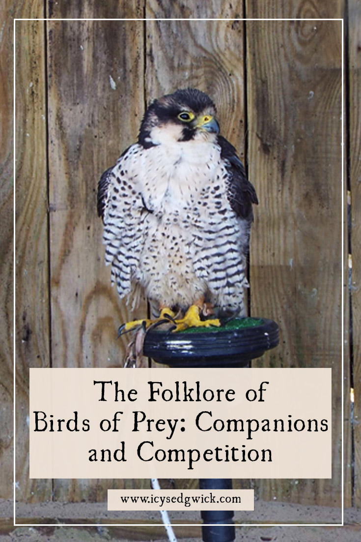 Birds of prey can be an impressive sight. Learn more about the folklore of red kites, falcons, hawks, ospreys, and shrikes.