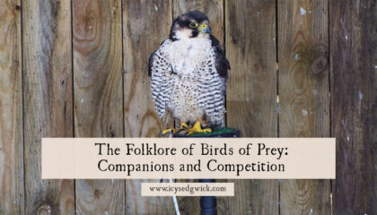 Birds of prey can be an impressive sight. Learn more about the folklore of red kites, falcons, hawks, ospreys, and shrikes.