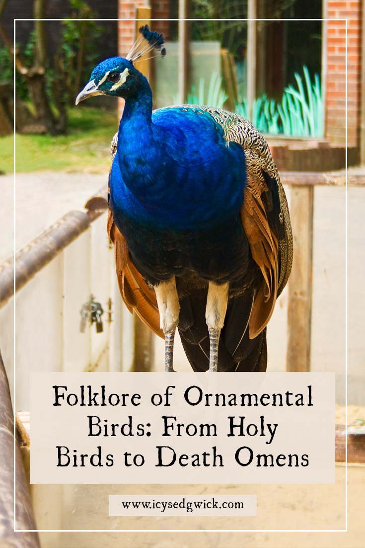 Ornamental birds include peacocks, doves, and finches - birds kept for purposes other than simply eating. Read about their folklore here.