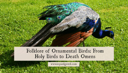 Ornamental birds include peacocks, doves, and finches - birds kept for purposes other than simply eating. Read about their folklore here.