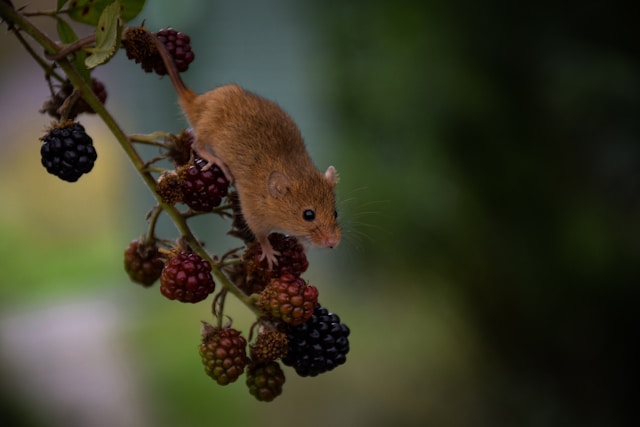 A harvest mouse climbing downwards on a branch covered in blackberries.