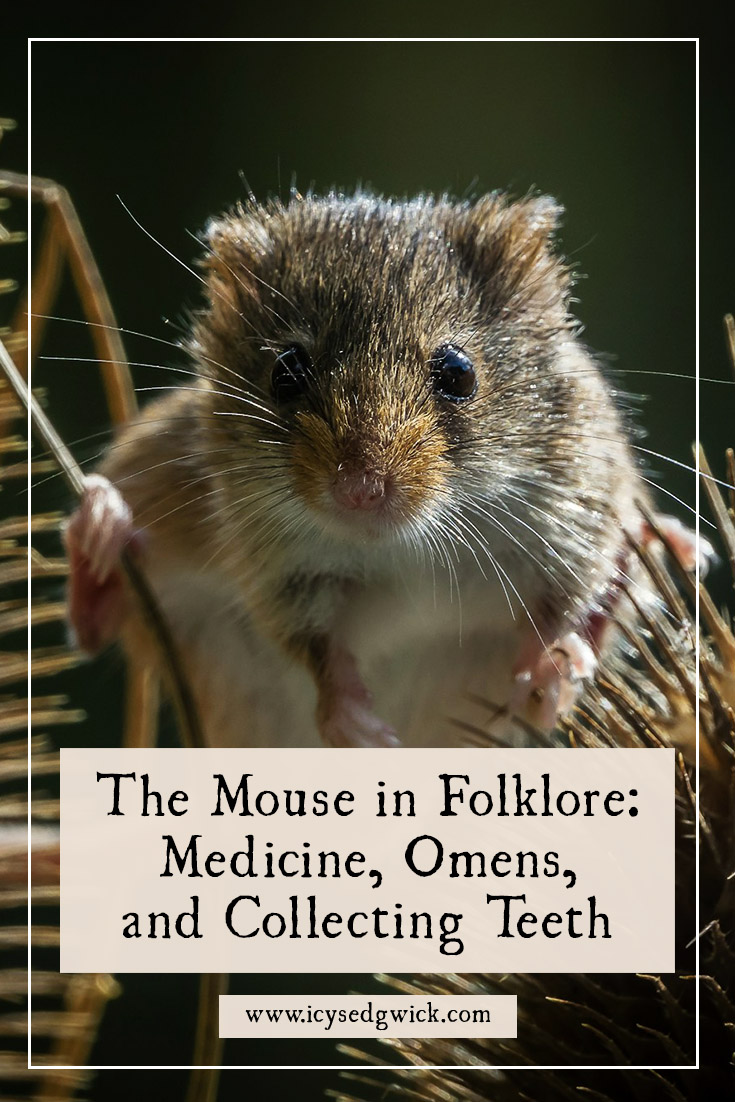 The mouse appears in folklore as a bad omen, a medicinal remedy, and a creature that gathers teeth. Learn more here.