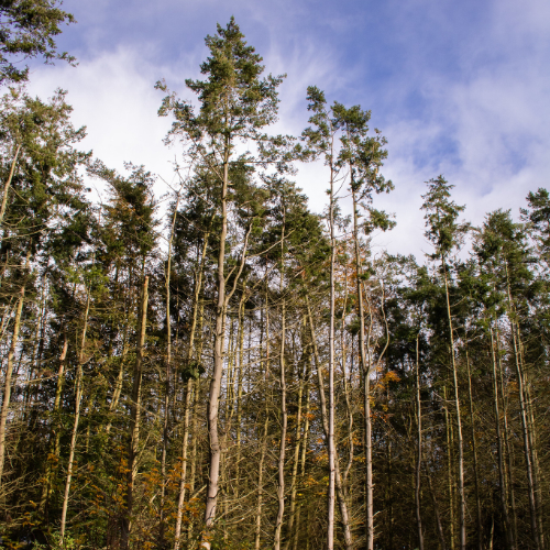 Folklore of Trees Article